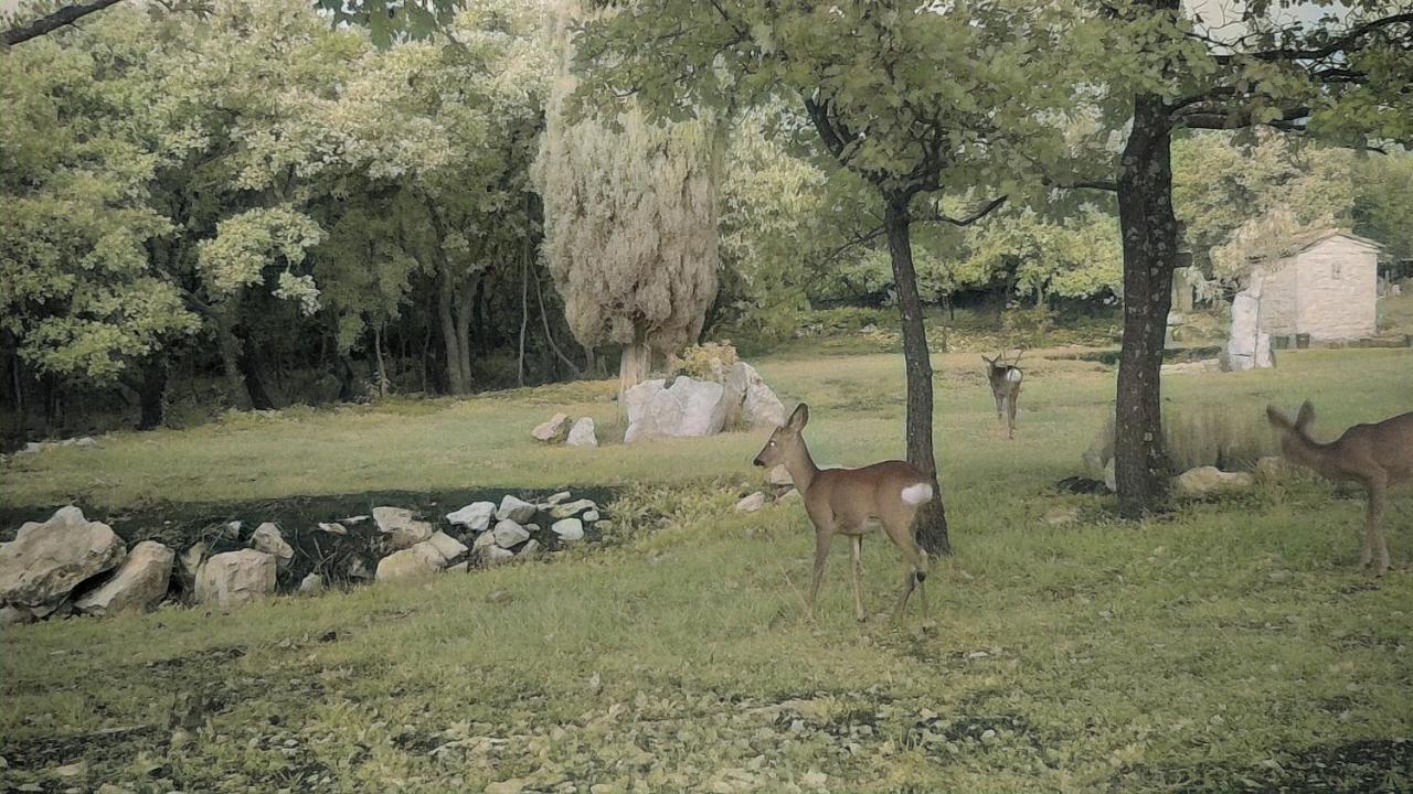 Cottage Al Merlo Olivo Buje Dış mekan fotoğraf