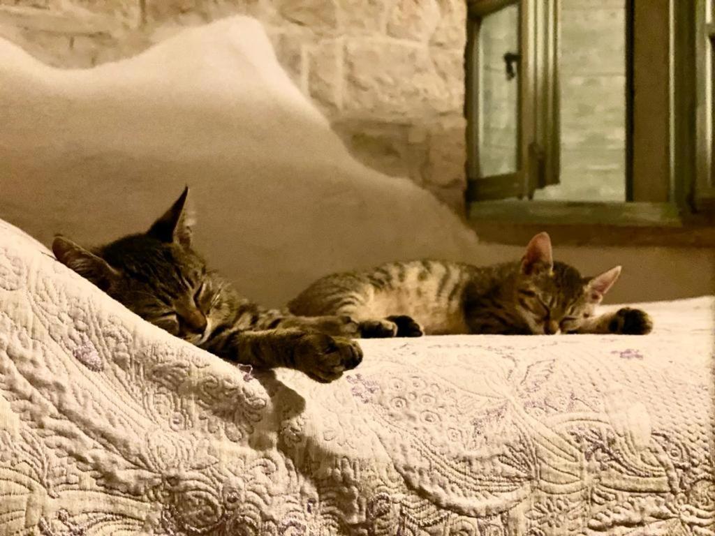 Cottage Al Merlo Olivo Buje Dış mekan fotoğraf