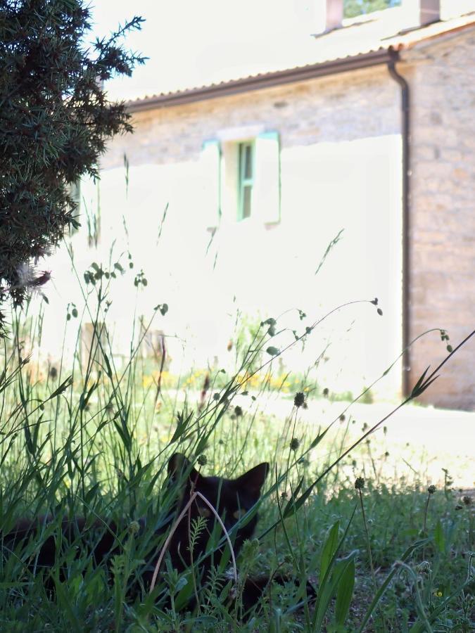 Cottage Al Merlo Olivo Buje Dış mekan fotoğraf