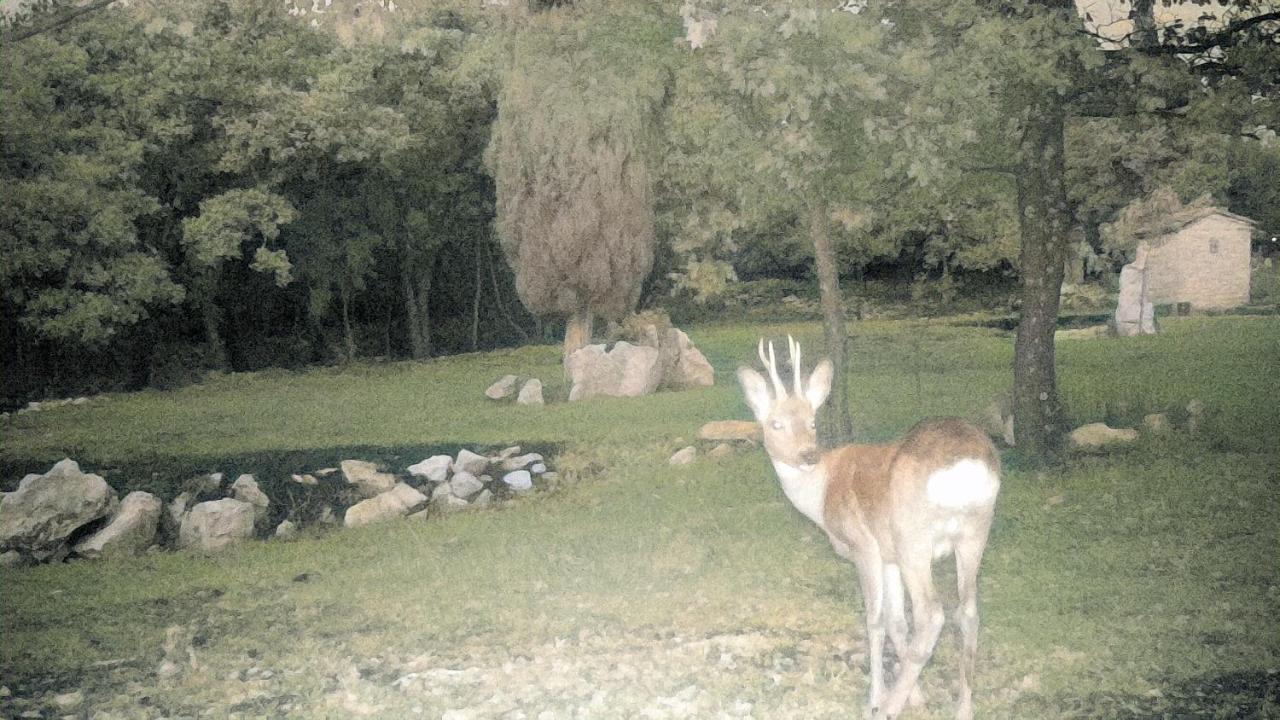Cottage Al Merlo Olivo Buje Dış mekan fotoğraf